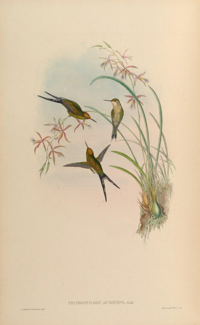 Chlorostilbon auriceps = Chlorostilbon auriceps by John Gould